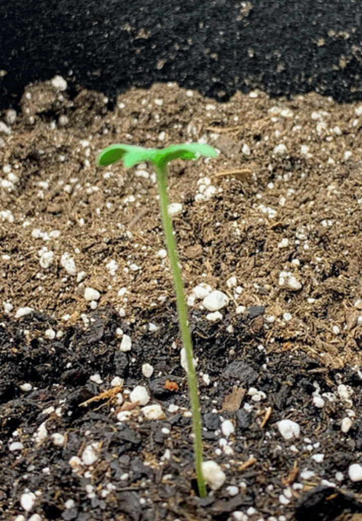 Marijuana seedling day 4