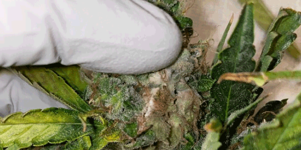 Marijuana bud rot