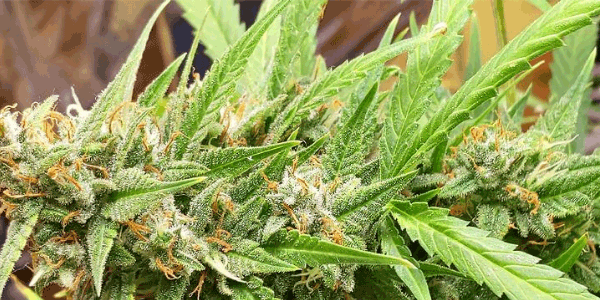 Foxtail weed