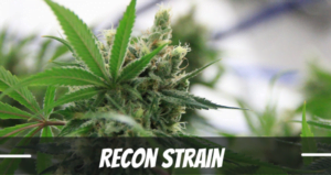 Recon marijuana strain