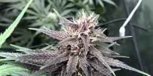foxtailing marijuana