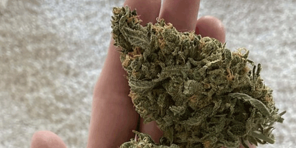 Marijuana foxtailing