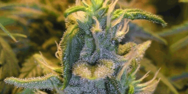 Foxtailed marijuana