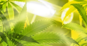 CFL and marijuana plant