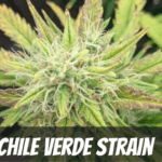 Chile Verde strain