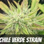Chile Verde strain