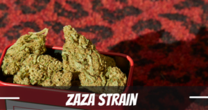 ZAZA cannabis strain