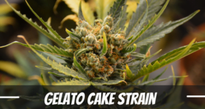 Gelato Cake Strain