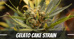 Gelato Cake Strain