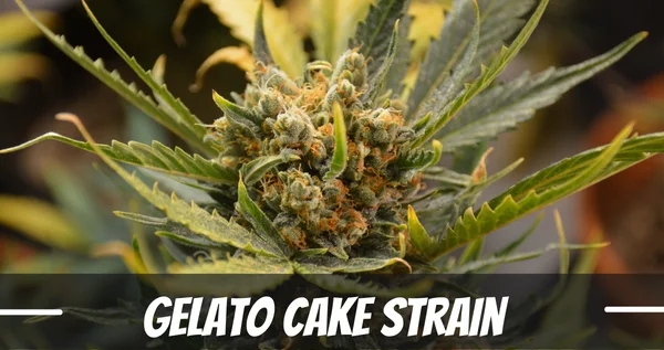 Gelato Cake Strain