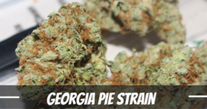 Georgia Pie strain