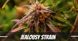Jealousy Strain