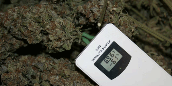 Monitoring humidity of cannabis buds