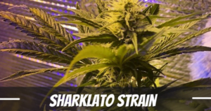 Sharklato strain