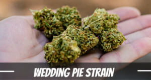 Wedding Pie strain