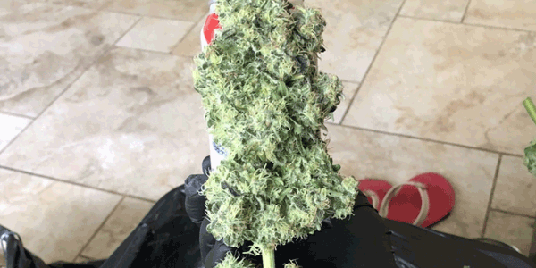 Cannabis strain