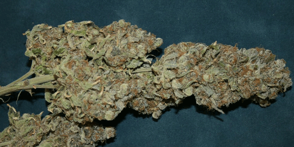 Curing marijuana strain