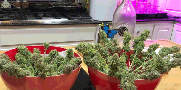 Cannabis strain trimming