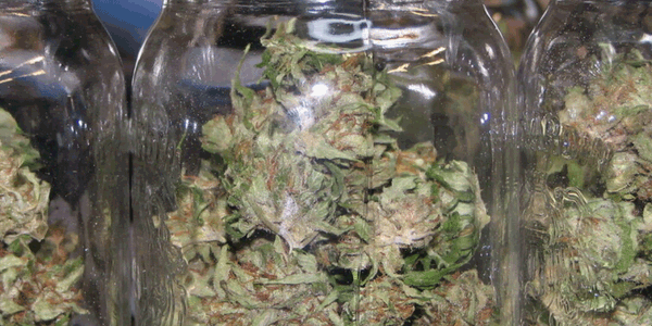 Marijuana buds in a jar