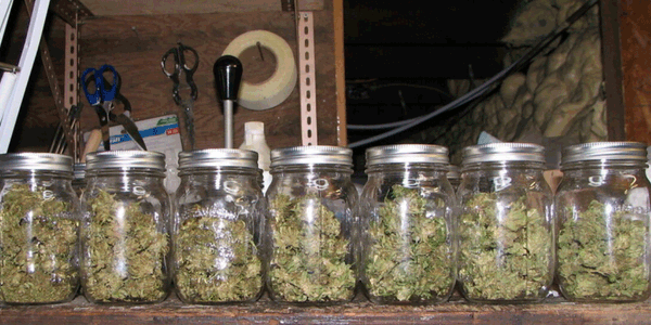 Cannabis buds: Burp & Sweat