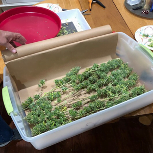 Preparing weed for refrigeration step 1