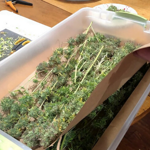 Preparing weed for refrigeration step 2