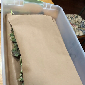 Preparing weed for refrigeration step 3