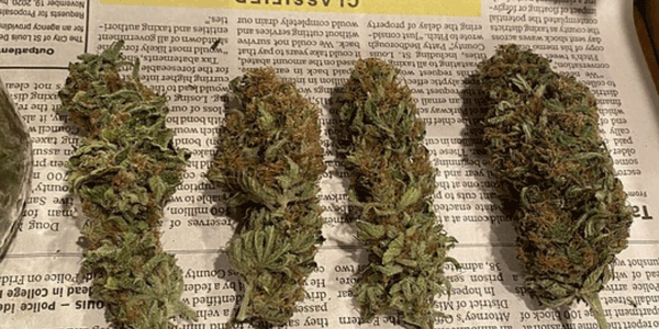 Drying cannabis with air