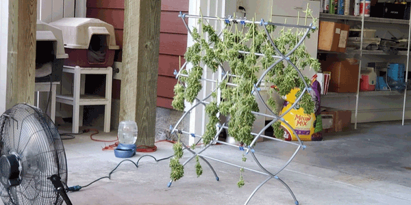 Drying weed with the help of a fan