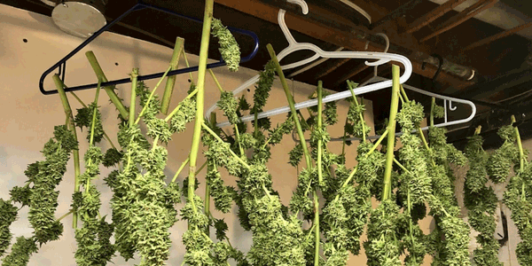 Drying wet weed by hanging