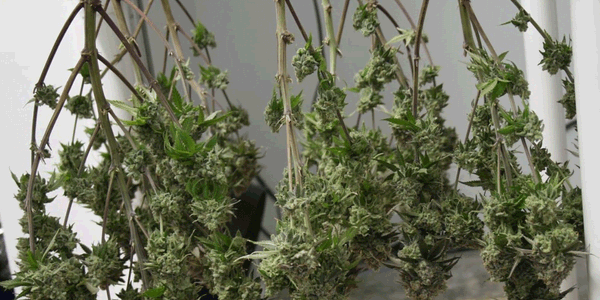 Hanging cannabis