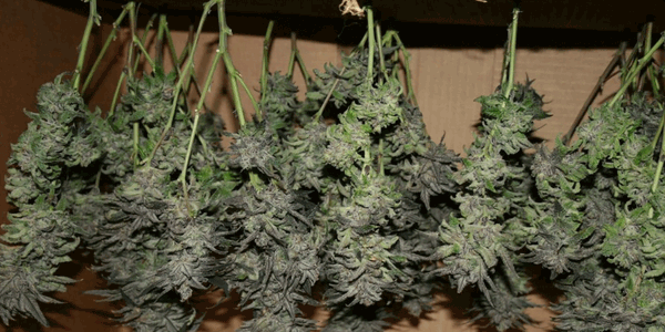 Marijuana buds hanging indoors
