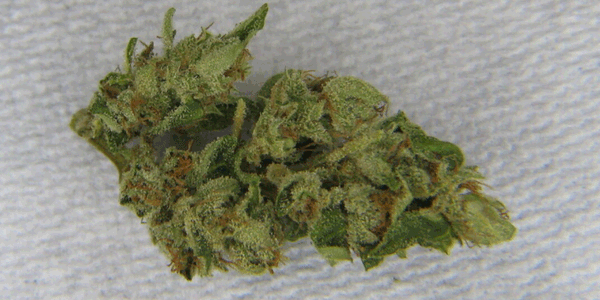 Dry marijuana strain