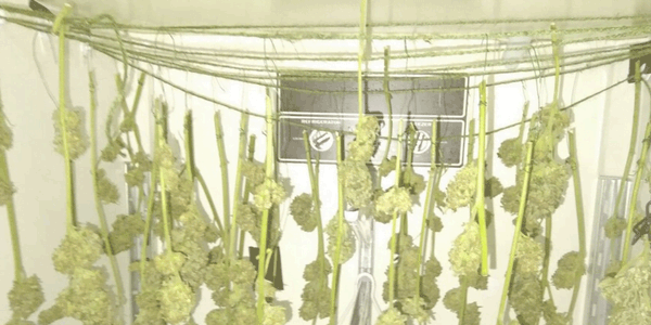 Hanging marijuana indoor