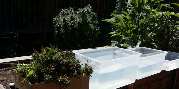 Wet curing marijuana