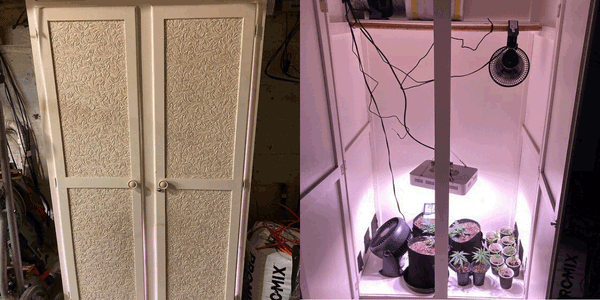 Growing cannabis inside wall cabinet