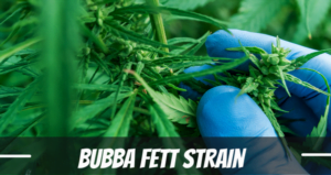 Bubba Fett strain