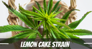 Lemon Cake strain