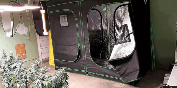 Cannabis plant house indoor grow kit