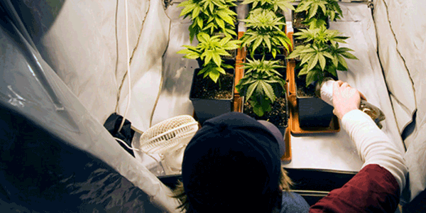 A man cleaning marijuana grow tent