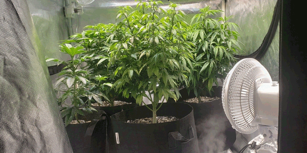 Growing marijuana plants inside grow room