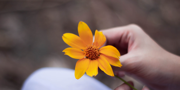 Using Calendula flower as a companion plant for marijuana