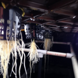 Marijuana roots in Aeroponics system