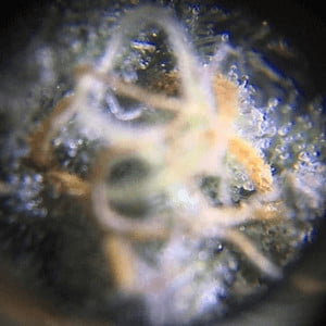 Blueberry Auto trichomes
