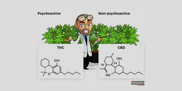 CBD vs THC ratio for medical marijuana strain
