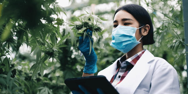 Growing medical cannabis strains