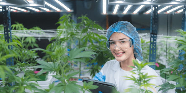 Growing medical marijuana indoors