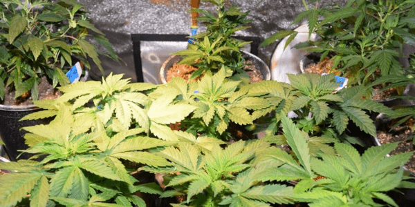 A healthy High Octane OG plant growing indoors, with a compact, bushy shape and rich green leaves.
