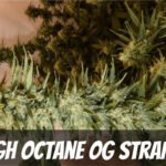 High Octane OG Marijuana strain