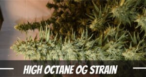 High Octane OG Marijuana strain